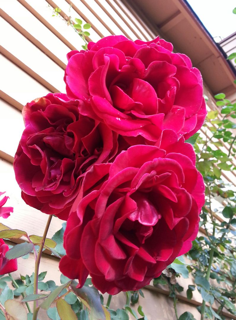  photo 20140925_160918-1_zpsb5s4memi.jpg